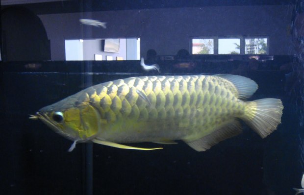 Gambar Ikan Arwana Jantan