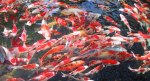 Gambar Ikan Koi Jepang