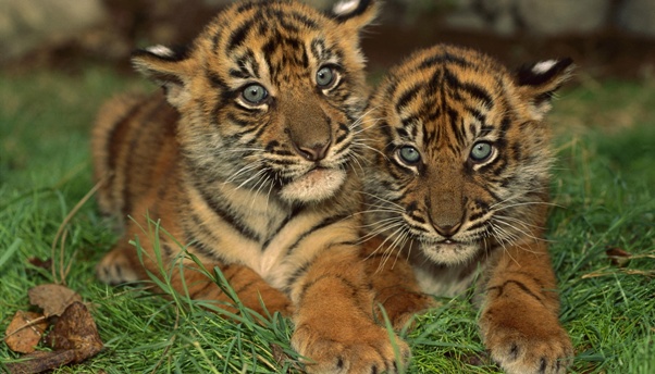 Jumlah dan Data Populasi Harimau Sumatera