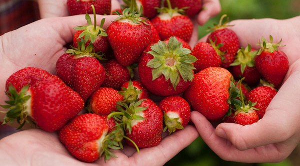 Manfaat Buah Strawberry untuk Kecantikan Kulit