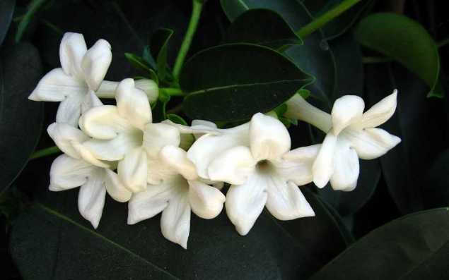 Manfaat Bunga Melati Putih untuk Kesehatan