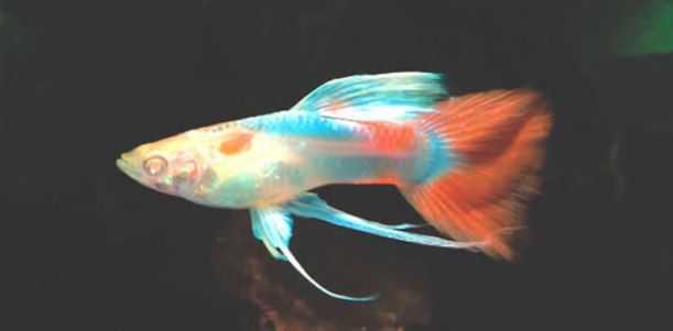 Gambar Jenis Ikan Guppy Termahal