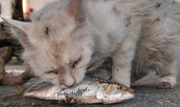 Ikan Yang Bagus dan Sesuai Untuk Kucing