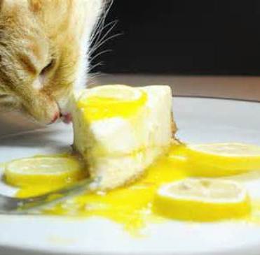 Manfaat Keju Untuk Kucing