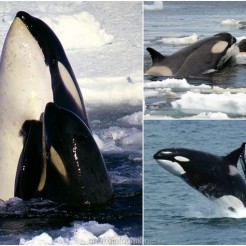 Gambar Orca atau Paus Pembunuh